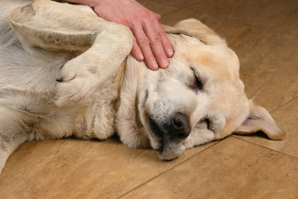 Fique atento aos sintomas de câncer em cachorro e cheque com frequência se há nódulos na pele