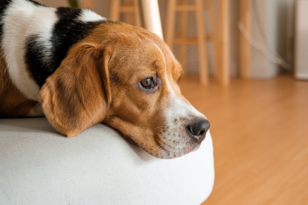 Diferentes tipos de câncer em cachorro podem ser evitados com alimentação de qualidade e atividades físicas