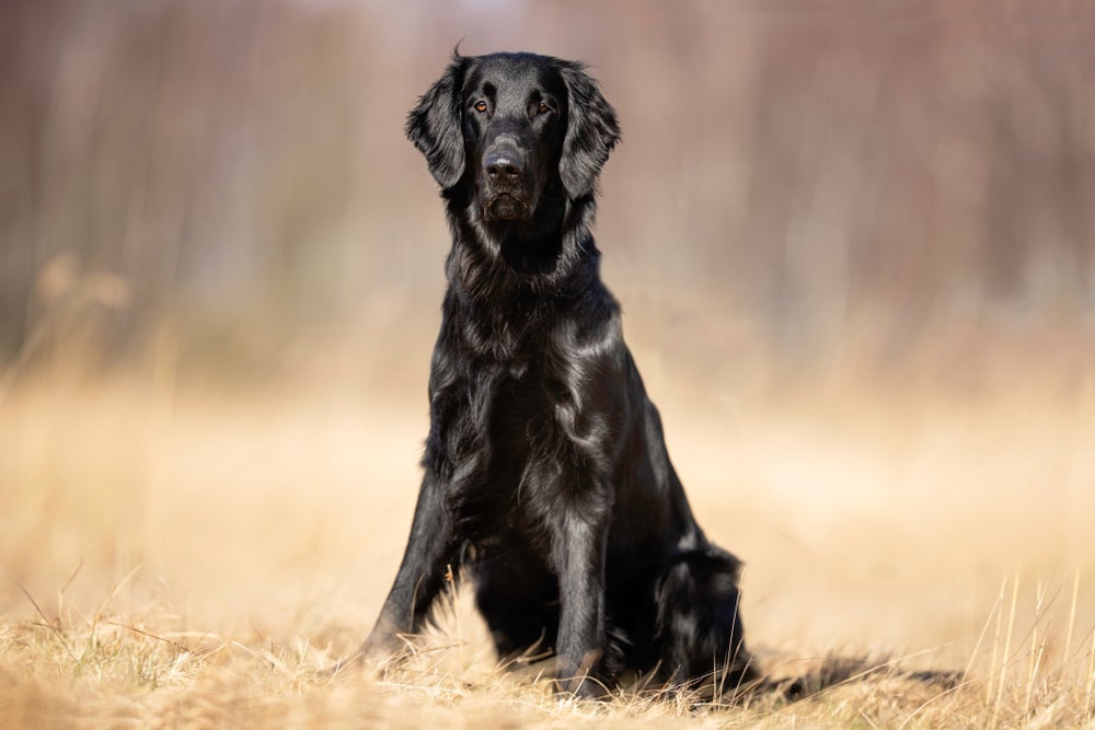 O Flat Coated Retriever é a raça de cachorro que tem mais chance de ter câncer segundo o estudo 