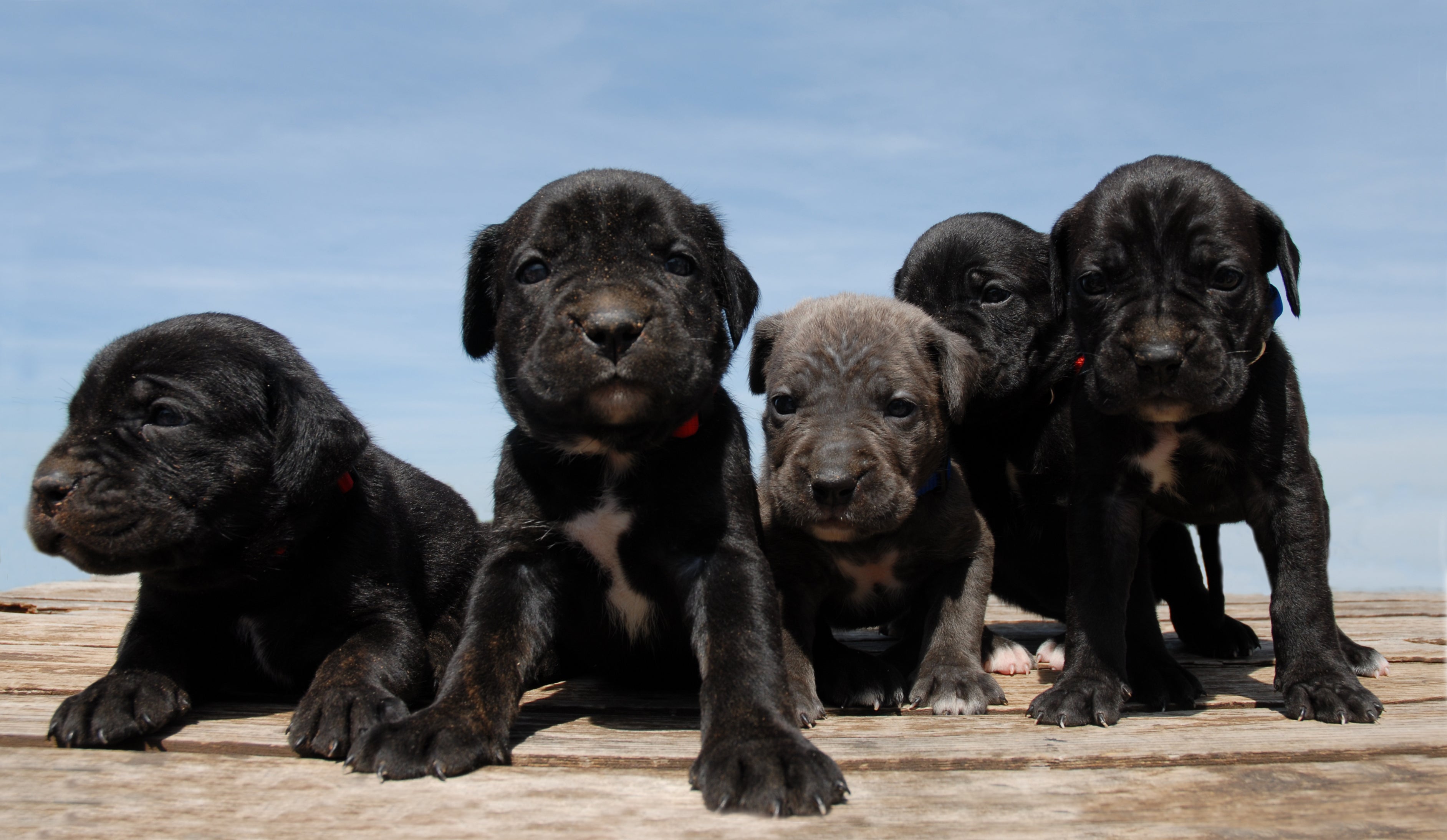 Raça de cachorro grande Cane Corso é super protetor