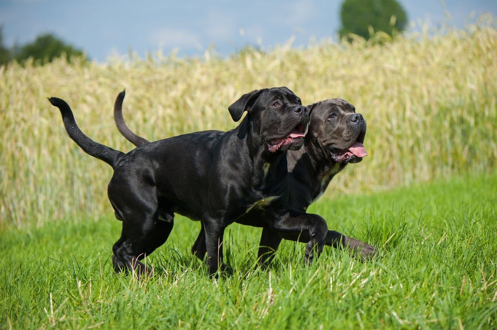 Geralmente de pelagem preta, o Cane Corso é um cachorro equilibrado e leal