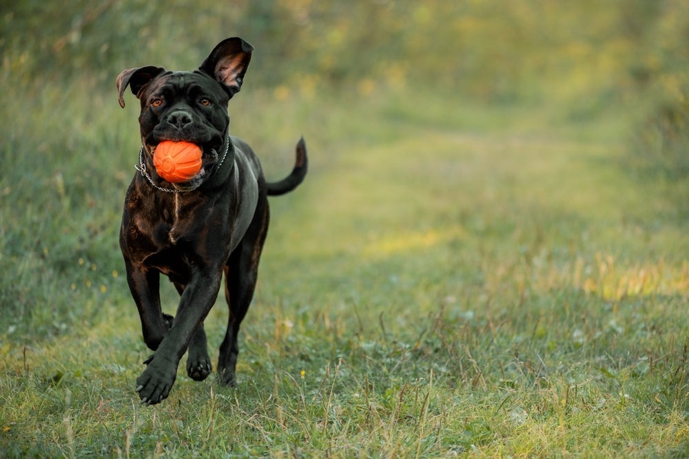 O Cane Corso é o gigante que você precisa para acompanhar suas aventuras por aí.