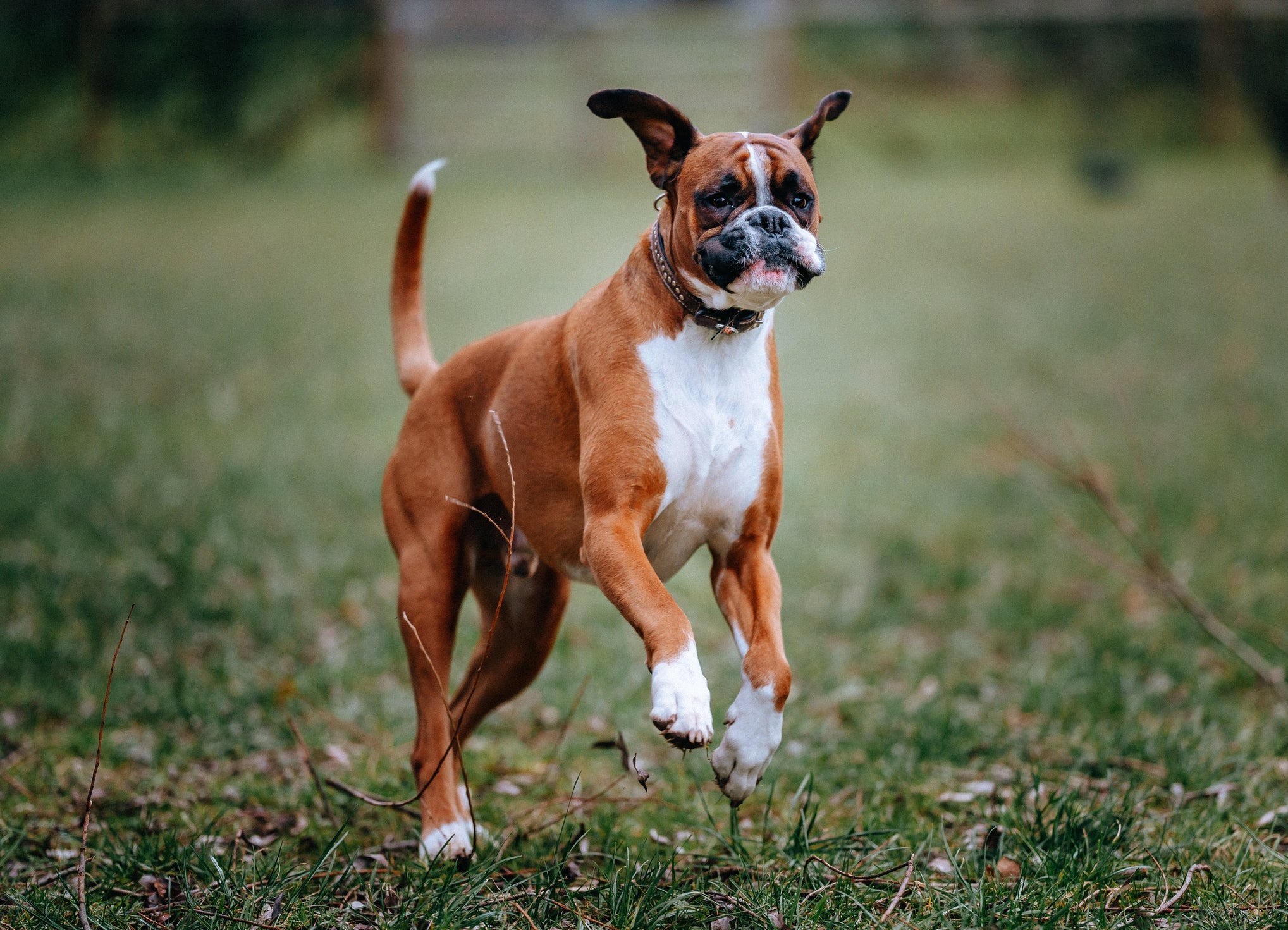 Um cachorro grande que parece ser sério, mas é super divertido, é o Boxer
