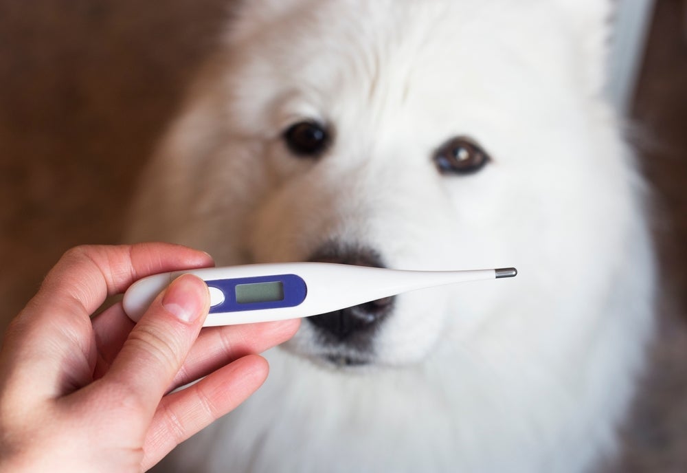 O cachorro com febre apresenta temperaturas mais altas que a dos humanos
