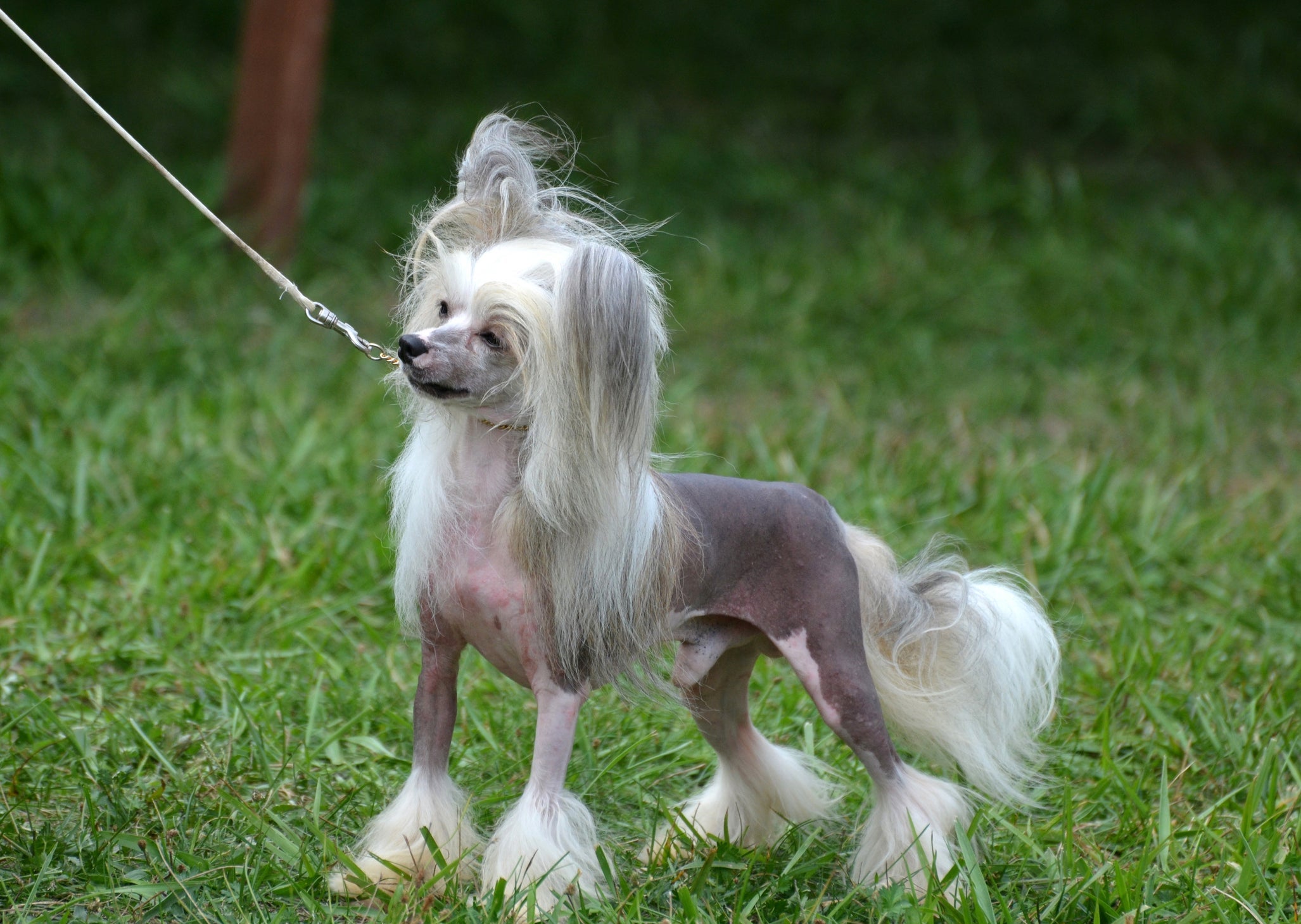 O Cão Crista Chinês pode ter diferentes cores