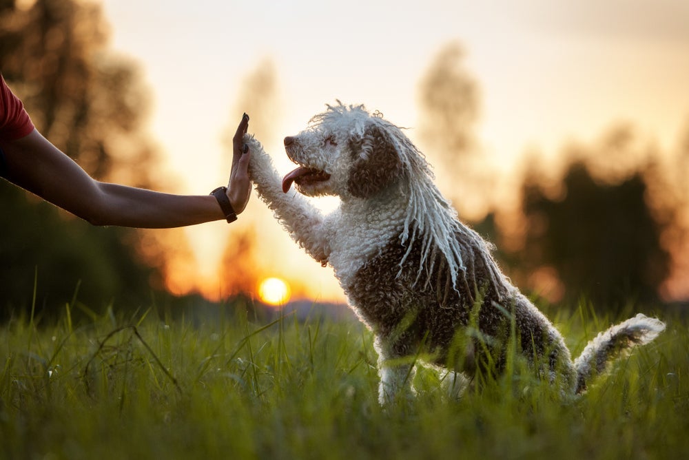 O cão d’água Espanhol é um cachorro inteligente que obedece porque gosta de agradar o tutor 