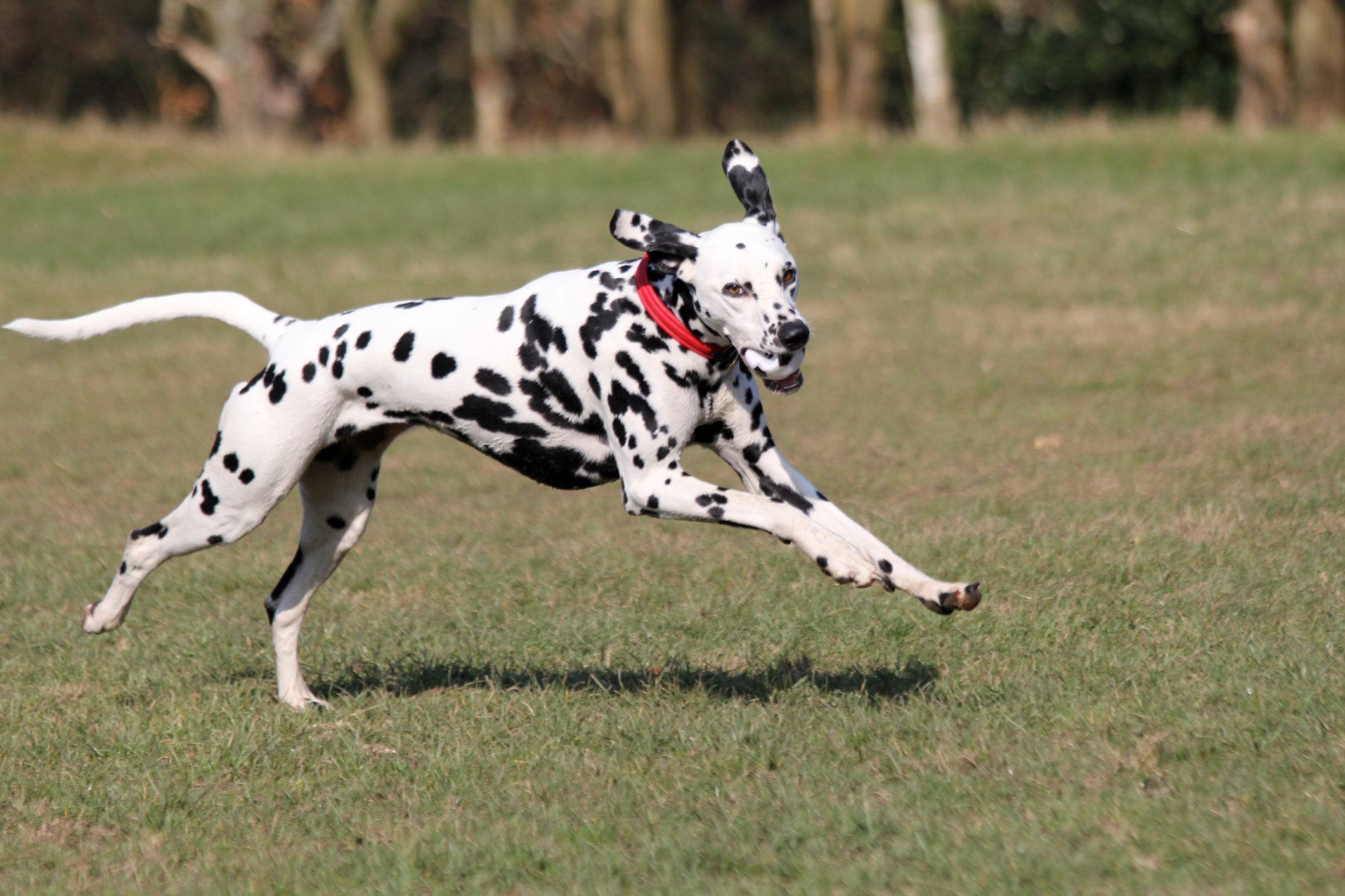 Das raças de cachorro grande, o Dálmata é um dos mais energéticos e ativos