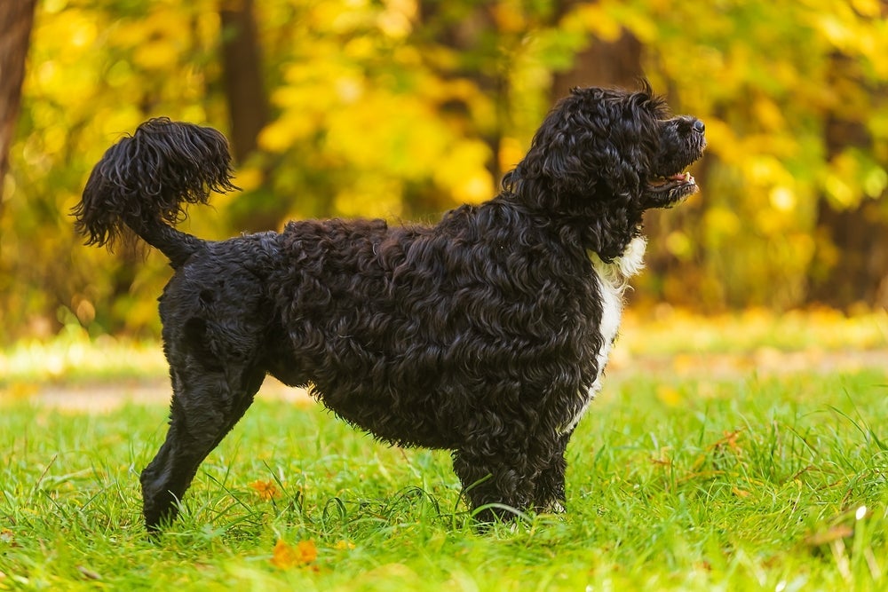O pelo do Cão de Água Português é cacheado