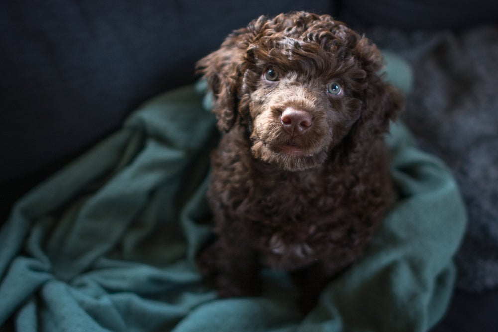 Para ter um Cão de Água Português, preço do filhote pode ser avaliado em reais ou euros