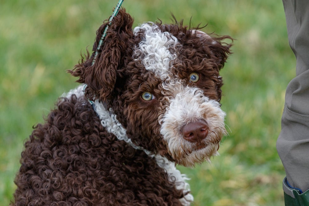 O Cão de Água Português pode ter diferentes cores e dois tipos de pelagens