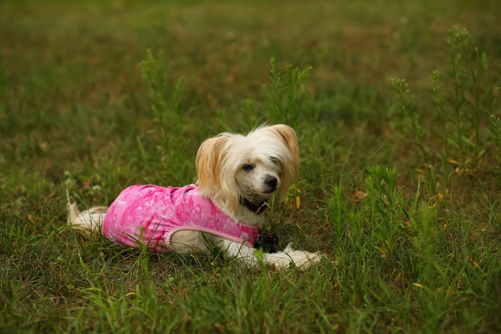 O Cão de Crista Chinês é uma raça de cachorro quase sem pelo 