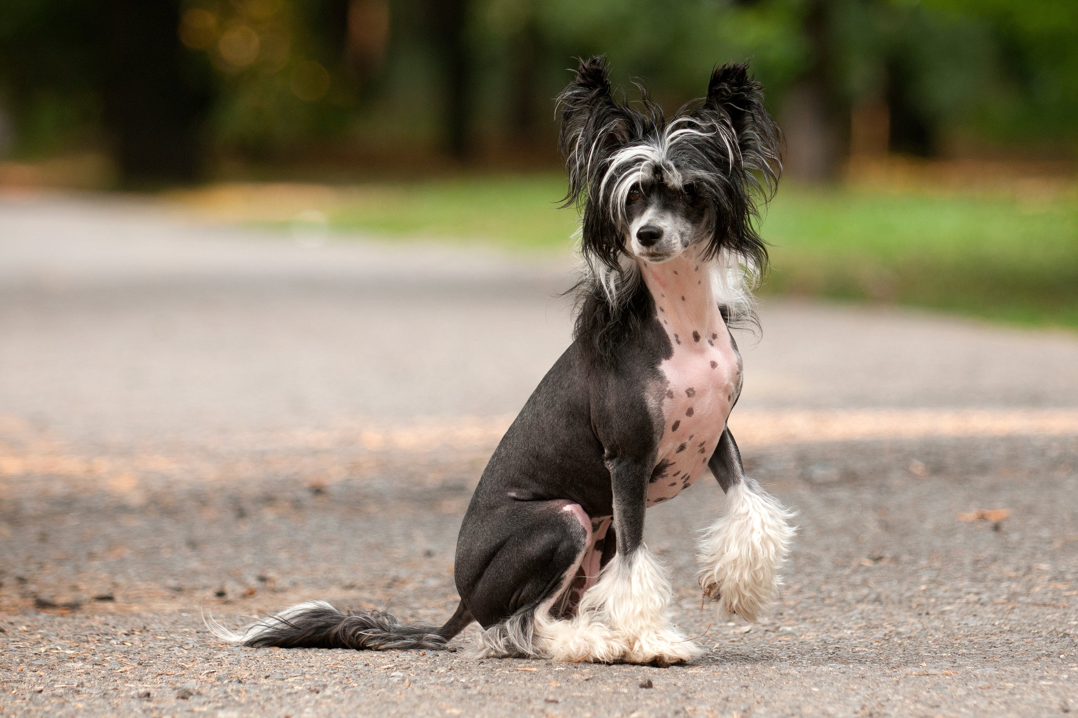 O Cão de Crista Chinês tem pelos na cabeça, pata e rabos