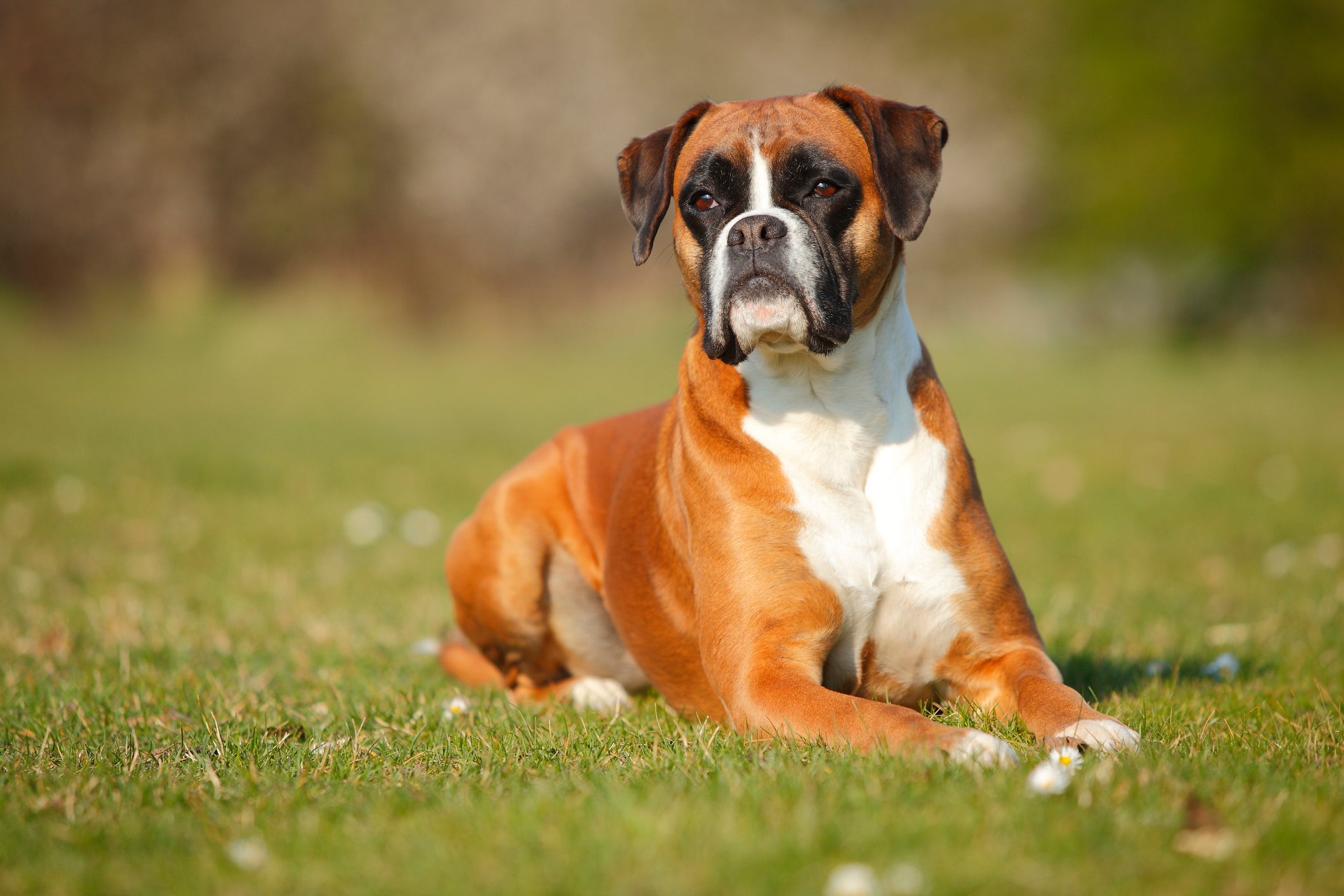 O Boxer é um cão de guarda com cara de rabugento, mas amável