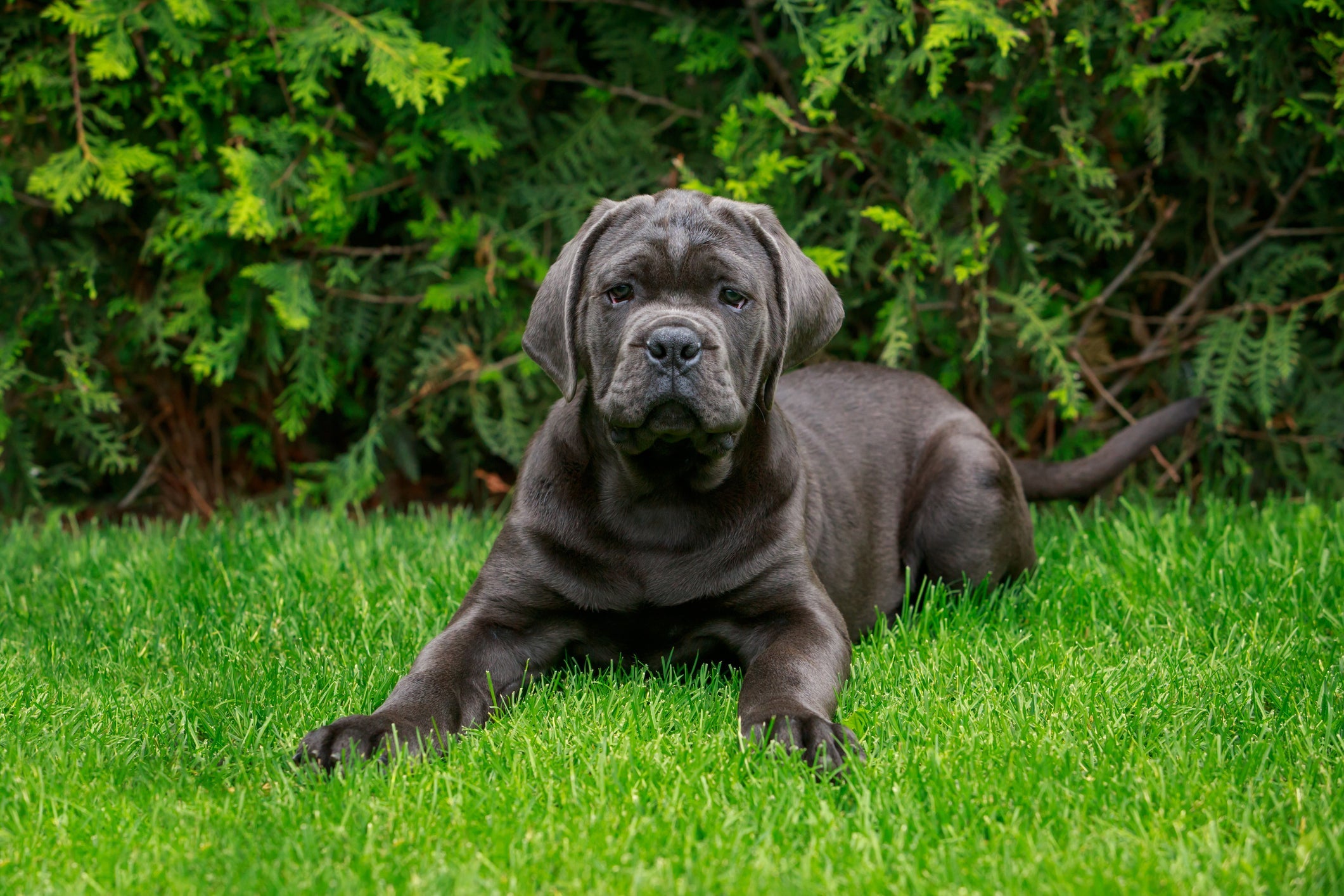 Um cachorro de guarda gigante é o Cane Corso