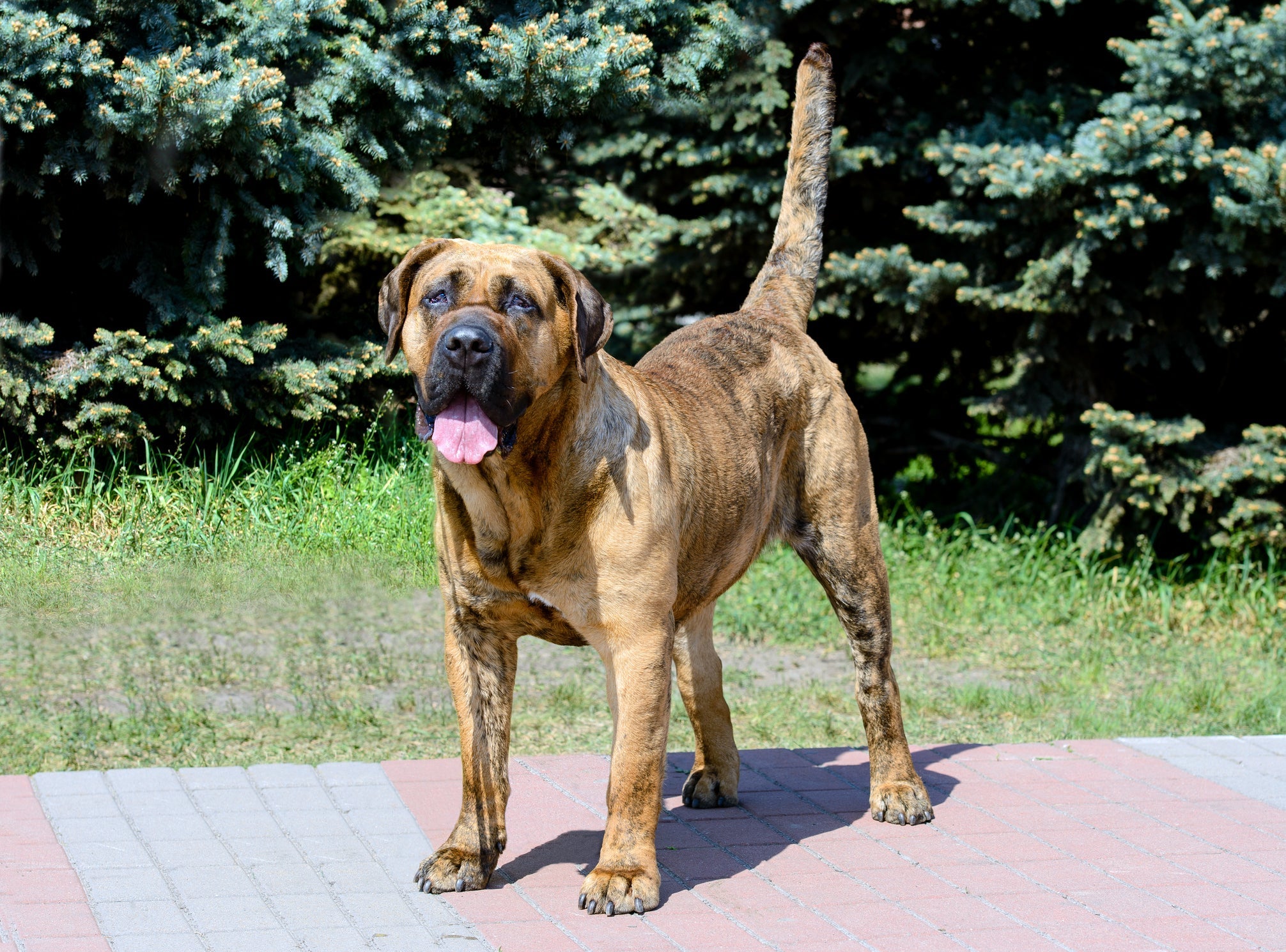 O melhor cão de guarda, sem dúvidas, é o Dogo Canário