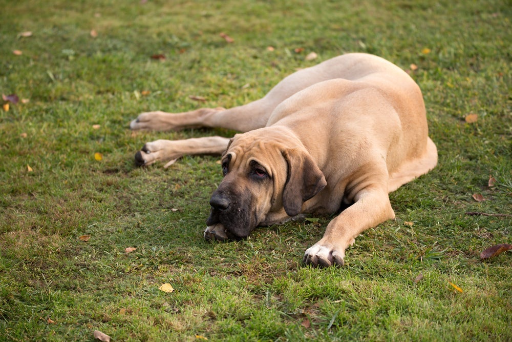 O Fila Brasileiro é um perfeito cão de guarda