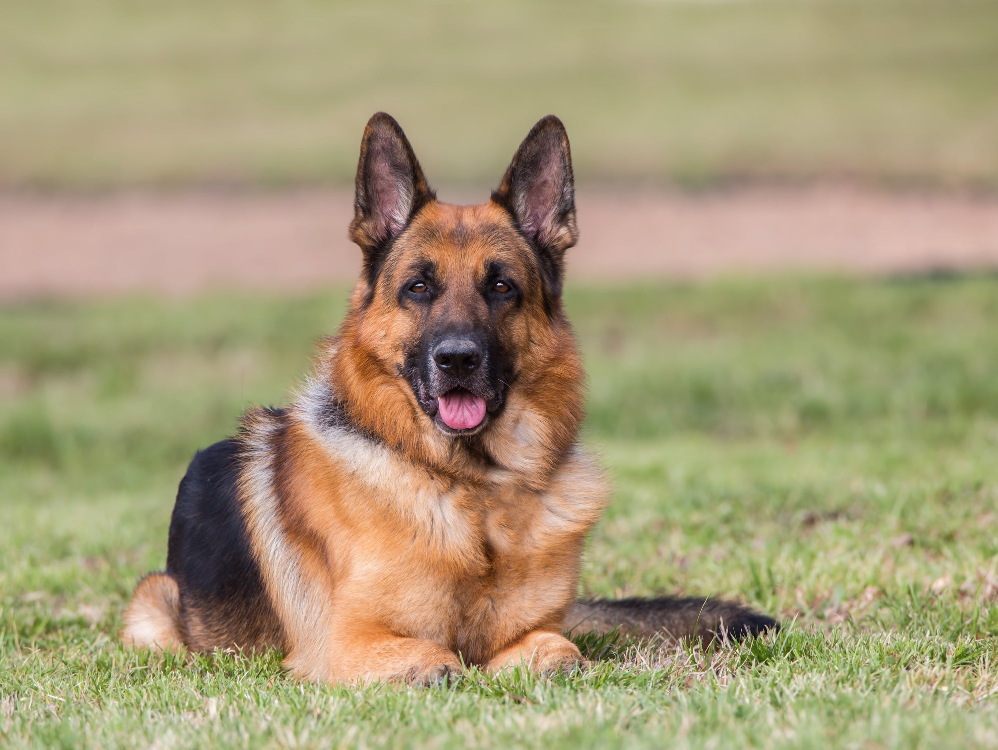 O Pastor Alemão é inteligente e um bom cachorro de guarda