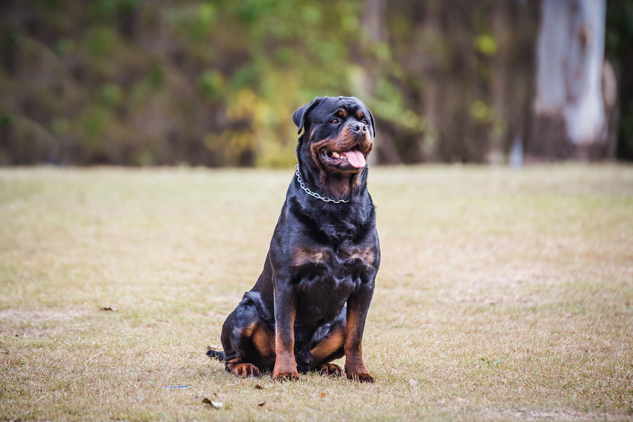 O cão de guarda Rottweiler intimida qualquer pessoa