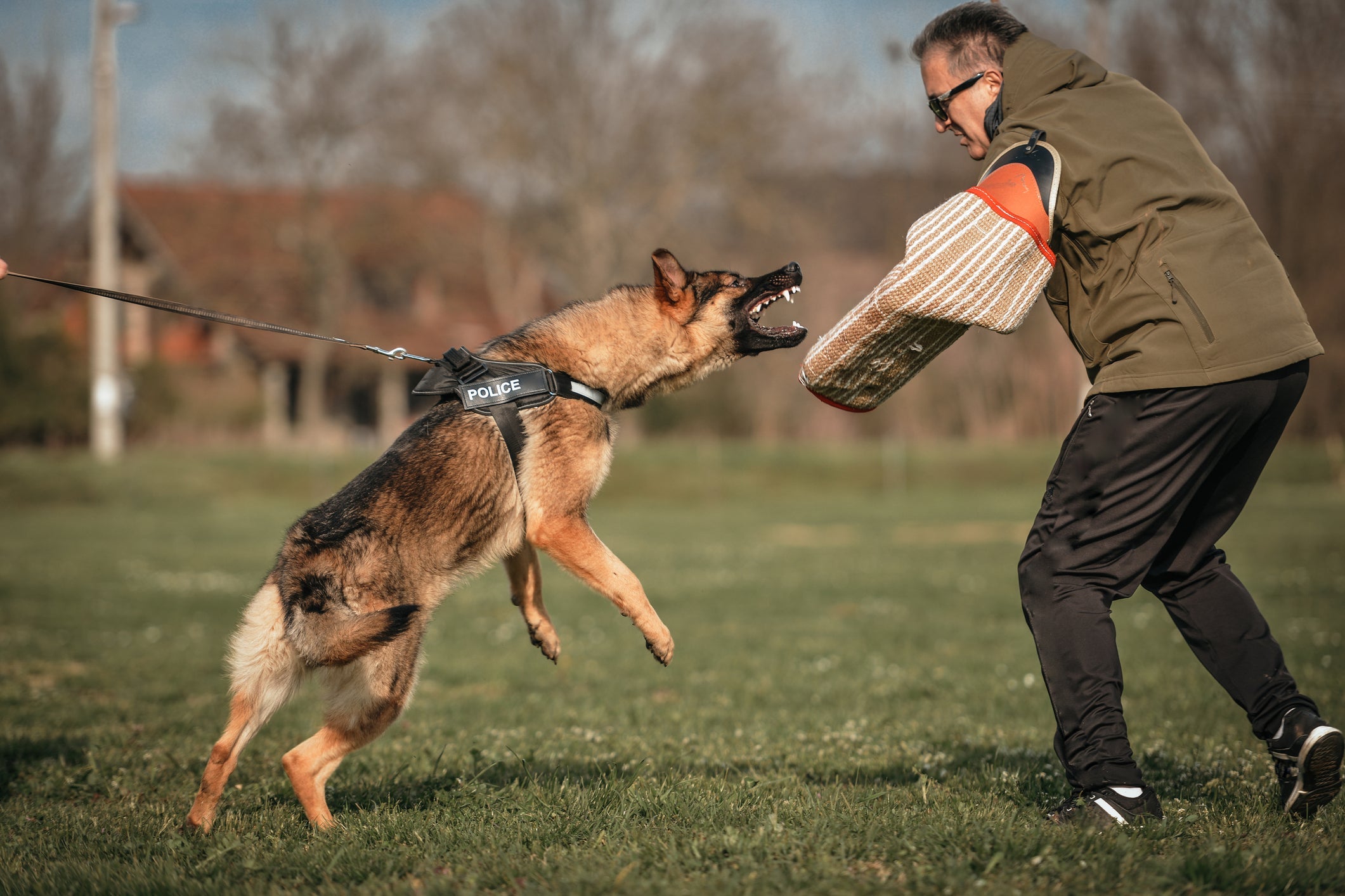 Melhor cão de guarda: o adestramento é fundamental para o bom desempenho do cachorro