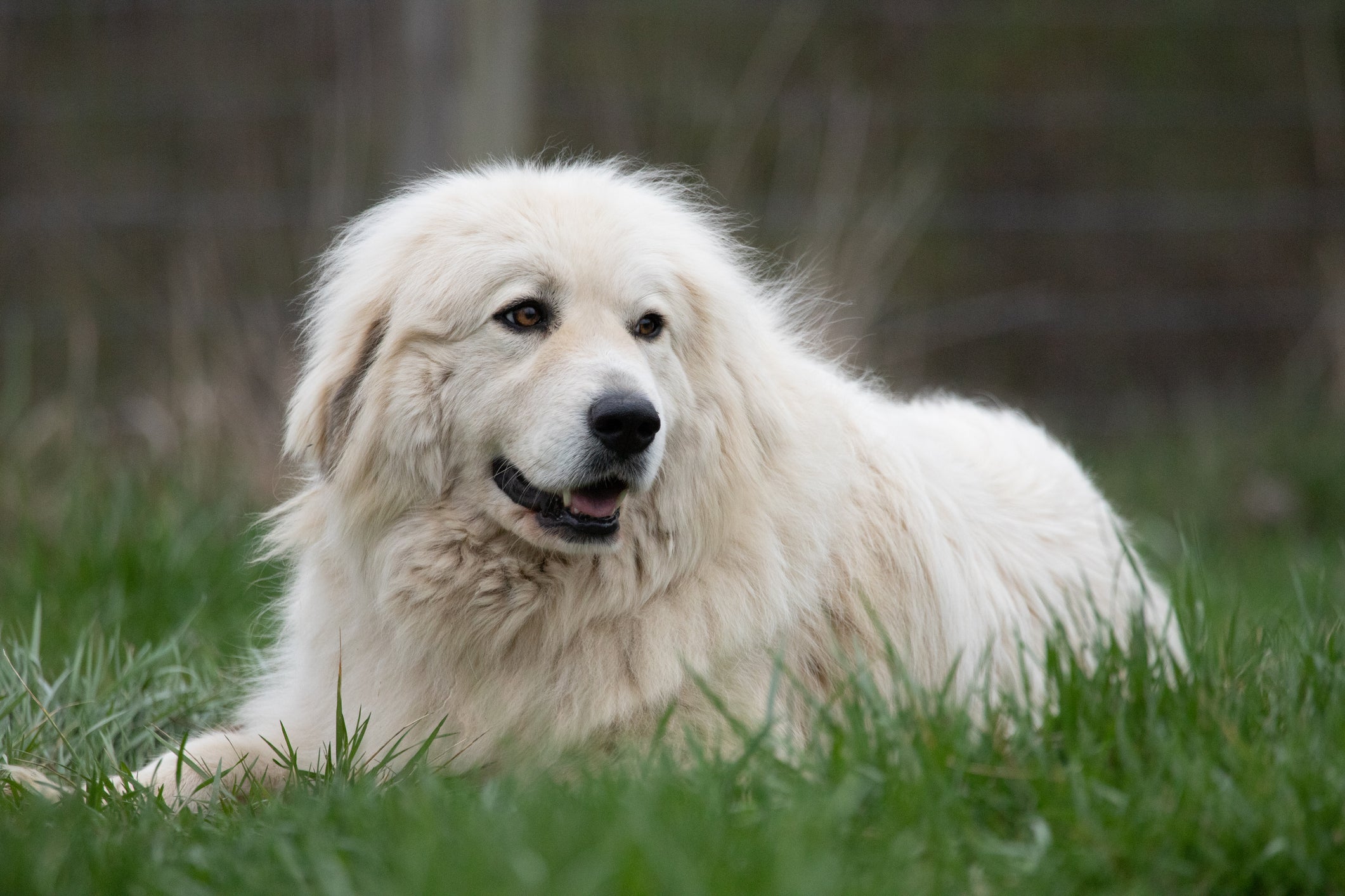 O Cão da Montanha dos Pirineus pode se adaptar a ambientes caseiros se tiver uma rotina de passeios