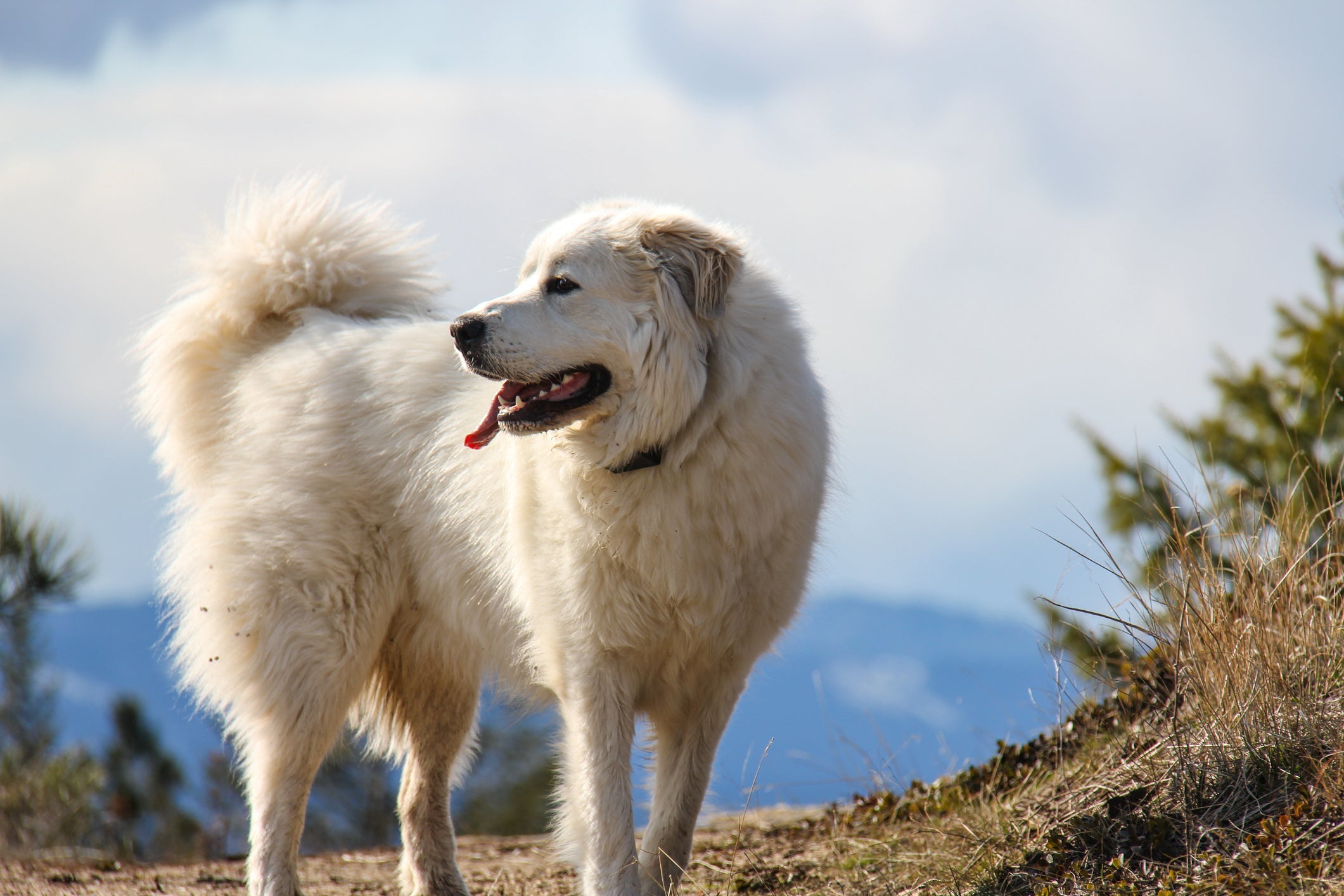 Pirineus: cachorro não tem variedade de cores, mas pode ter manchas amareladas e claras
