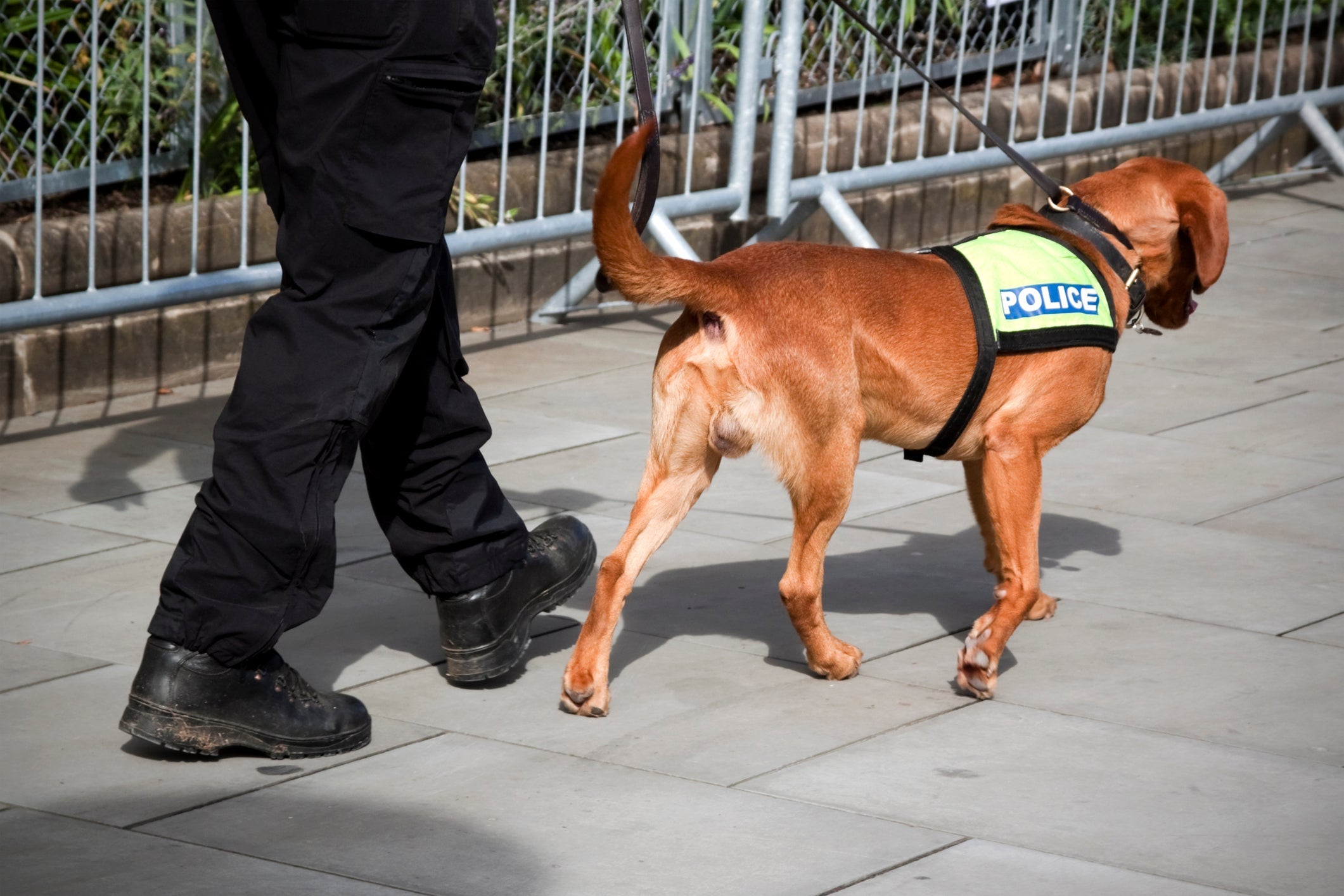 O cão farejando consegue captar odores em maior intensidade e mais distantes