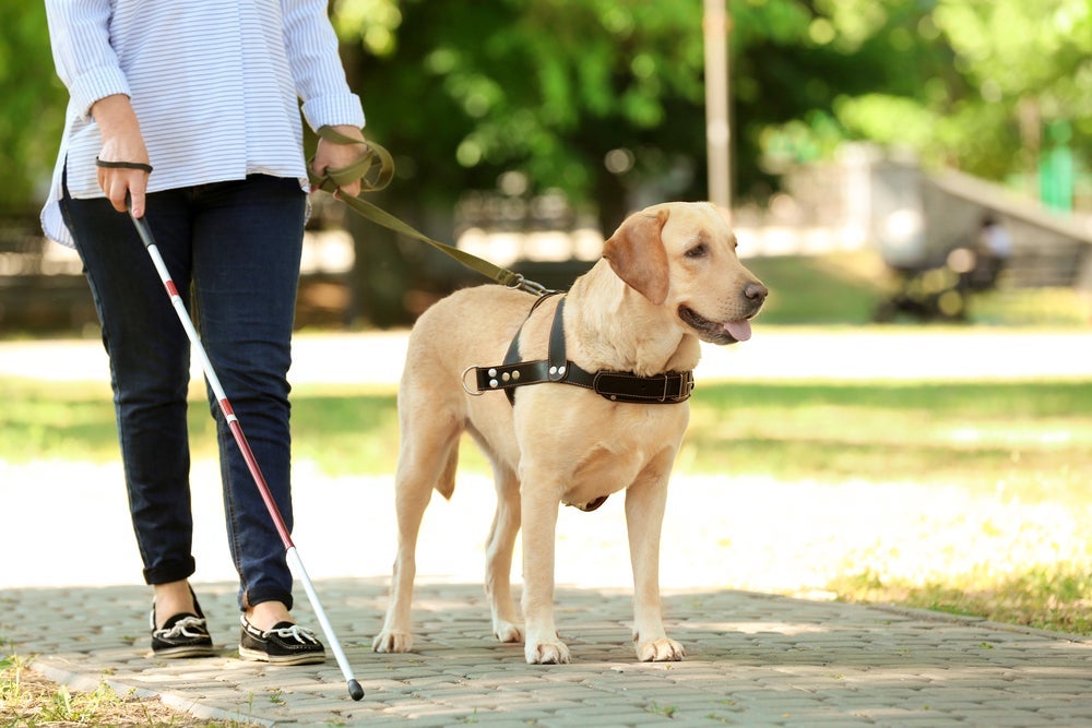 O cão guia para cegos ajuda a atravessar a rua, desviar de obstáculos, subir e descer escadas e entrar em transportes públicos