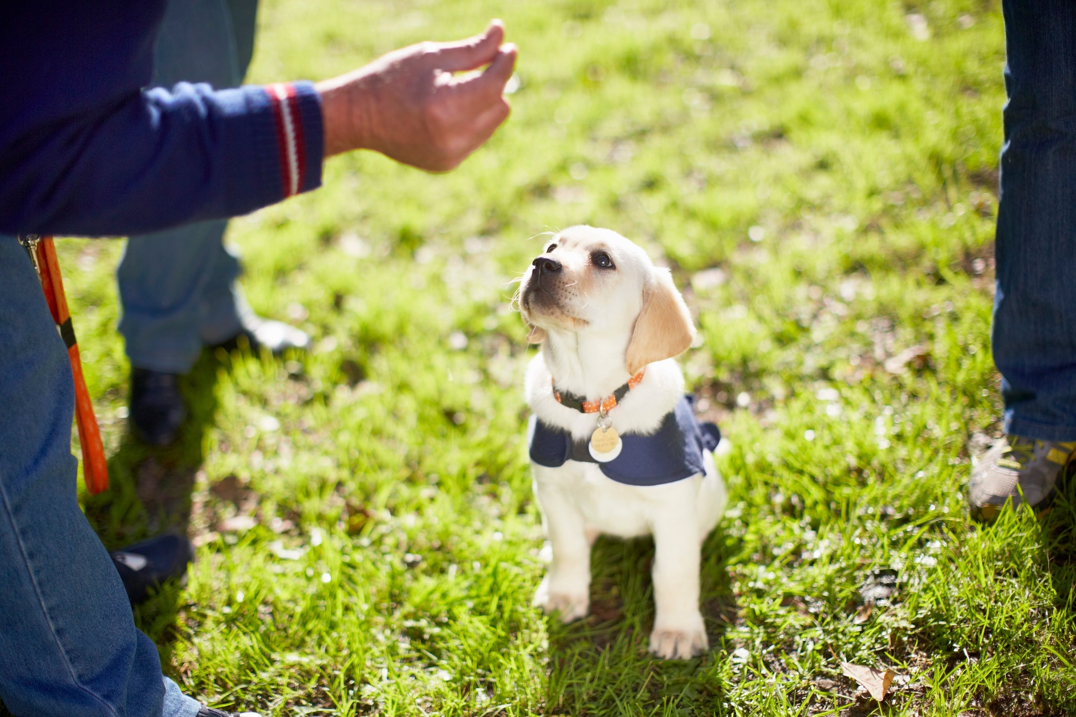 O treinamento do cão-guia começa quando o animal ainda é um filhotinho