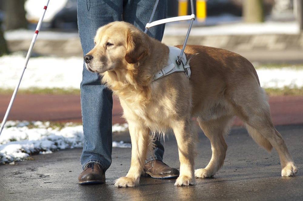 O cachorro giua de cego passa por um longo treinamento para aprender como ajudar a pessoa com deficiência visual