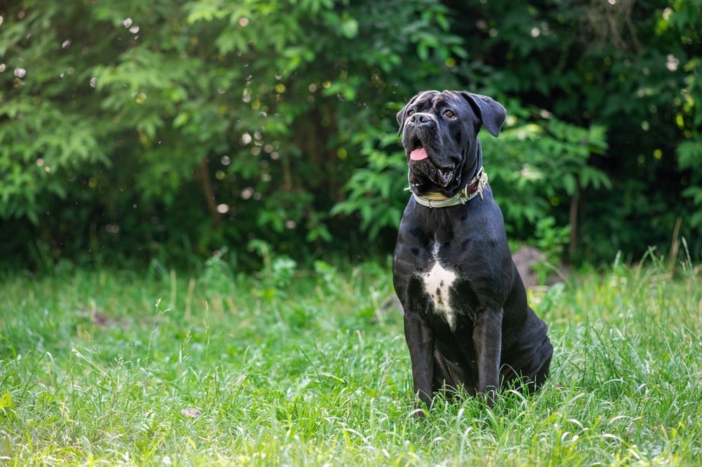 Raça de cachorro Cane Corso chama a atenção pela força