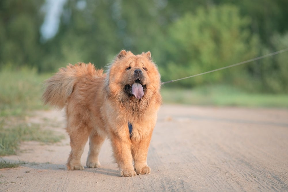 Chow Chow é fofo, mas bem forte