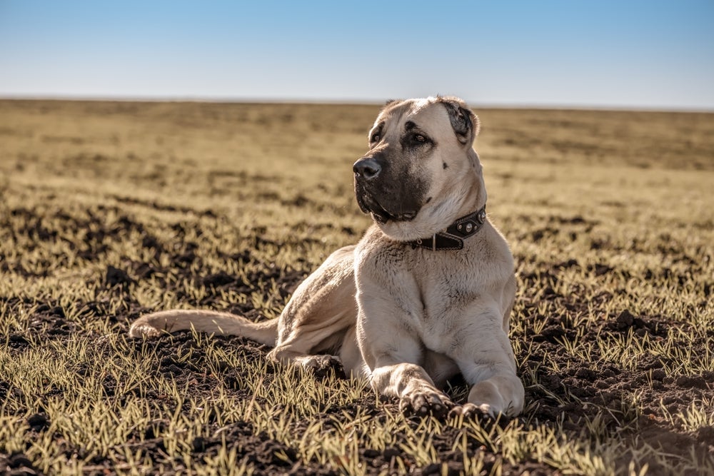 O Kangal é incrivelmente forte