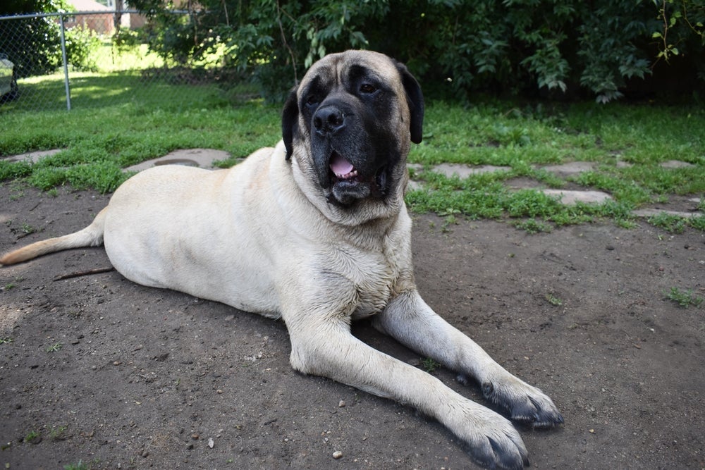 O cão Mastim Inglês é forte e pesado