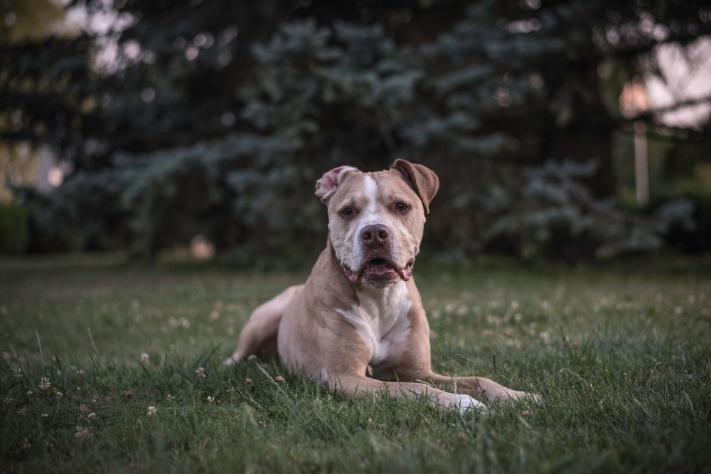 O Pitbull é um cachorro super resistente