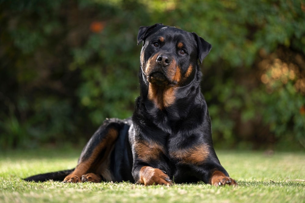Raça Rottweiler tem muita força e inteligência