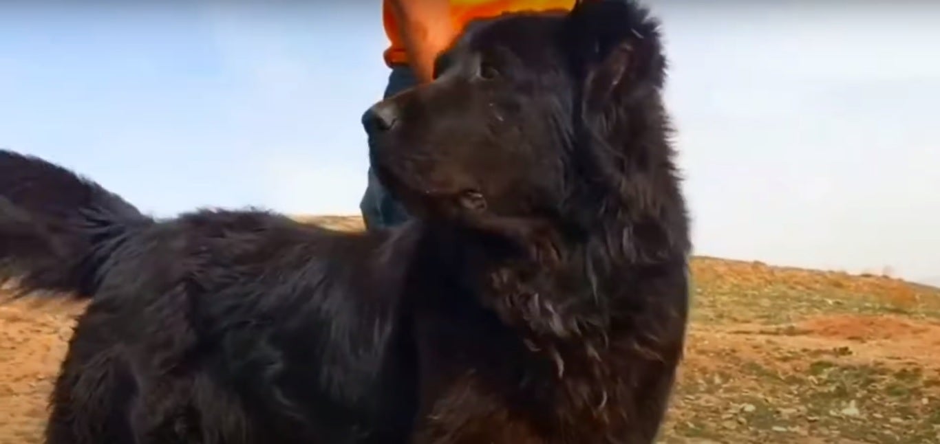 O cachorro Mastiff Persa está sempre alerta por conta do seu instinto protetor de cão de guarda (Divulgação: YouTube)