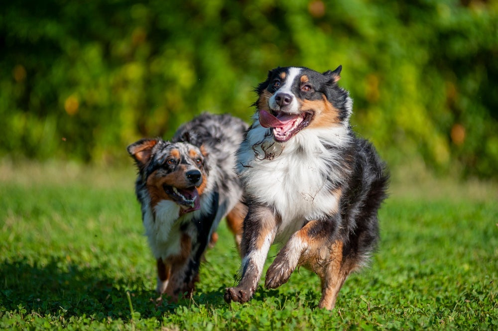Além da pelagem merle, o cachorro com esse gene pode apresentar olhos azuis