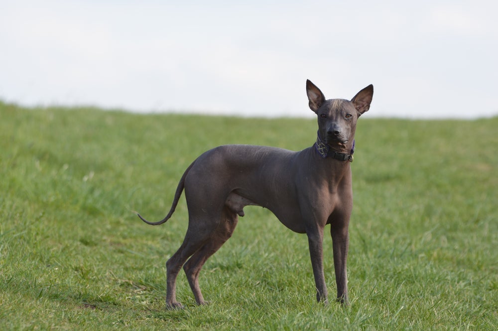 Apesar de ser um cachorro pelado, o Cão Pelado Peruano pode apresentar alguns tufinhos de pelo em partes específicas do corpo