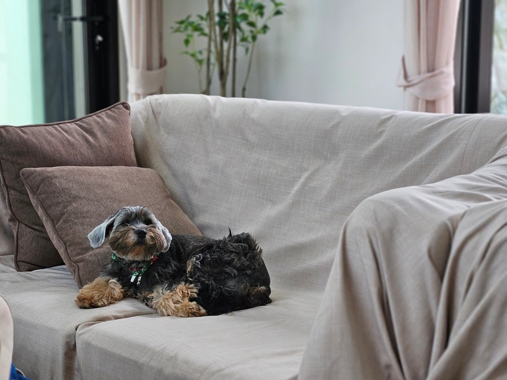 Capa de sofá para cachorro é uma solução contra os pelos, mas é importante também escovar o animal com frequência