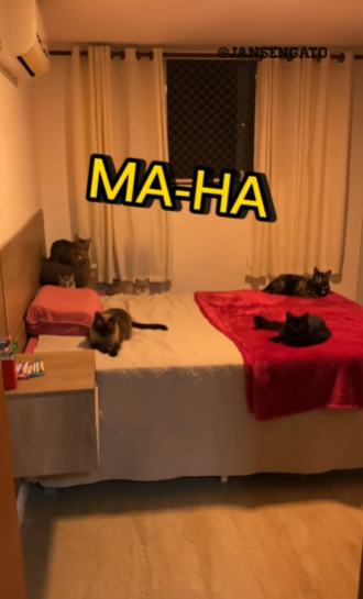 Uma técnica como chamar gato é falando "ma-AH" (Créditos: Instagram/@jansengato)