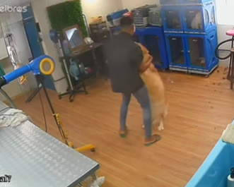 Tosador e Golden Retriever compartilham um momento único (Créditos: Instagram/@litoralpett)