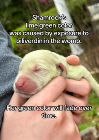O filhote de Golden Retriever nasceu verde (Créditos: TikTok/@living_the_golden_life)