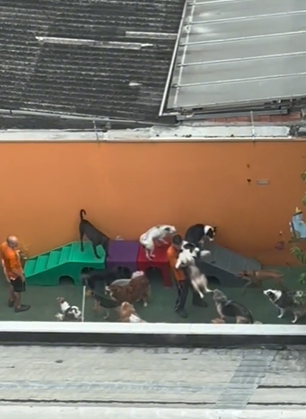 A creche de cachorro conquistou a internet (Créditos: TikTok/@heellencaroline)