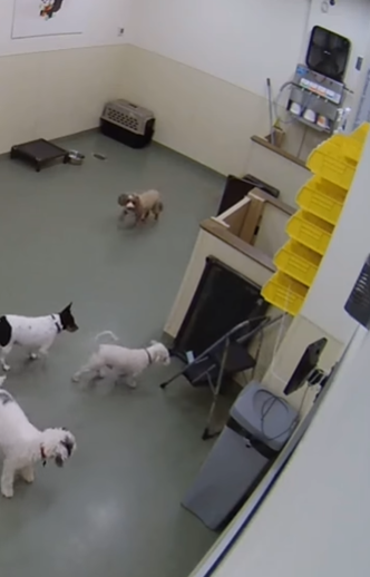 Na creche, cachorro Charlie encontrou uma escada para fugir (Créditos: Instagram/@pupspetclub)