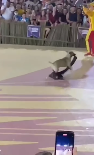 O cachorro caramelo quis participar da quadrilha (Créditos: Instagram/@conexaojuninaoficial)