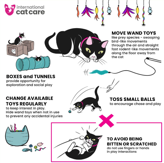 Dicas dos melhores brinquedos para gatos (Créditos: International Cat Care/Lili Chin)
