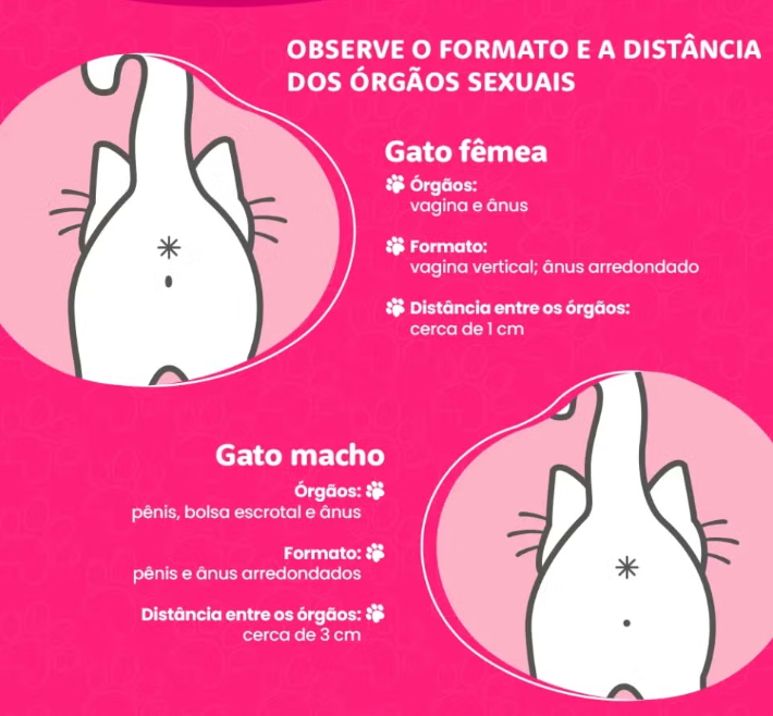 O gato macho ou fêmea tem diferença no formato do órgão sexual