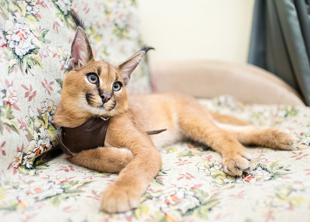 O gato Caracal herdou as orelhas do seu ancestral selvagem