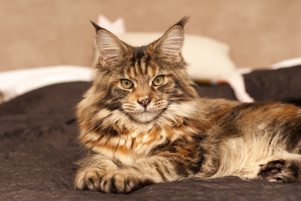 Cardiomiopatia hipertrófica felina: Maine Coon tem predisposição genética para desenvolver a doença.