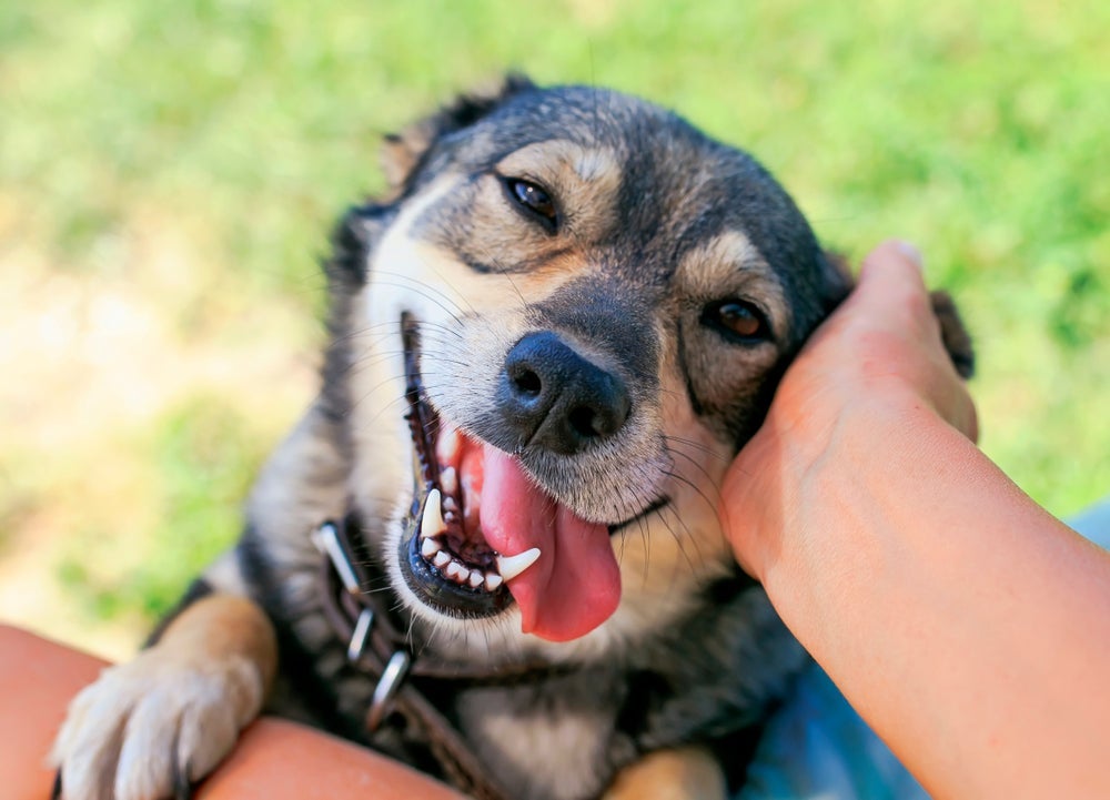 Carinho no cachorro, às vezes, lembra uma massagem: experimente tocar as orelhas do pet!